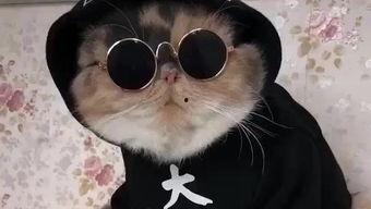 吃瓜娱乐的喵哥是谁,揭秘网络红人的魅力与影响力